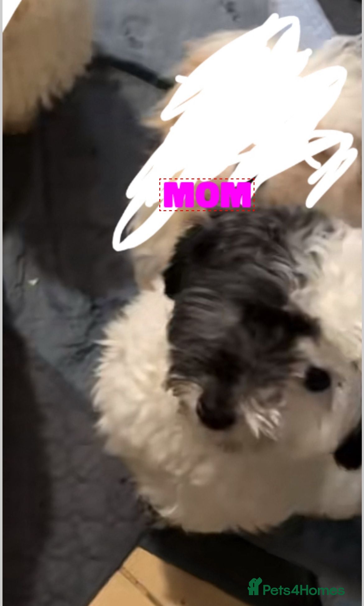 Maltipoo dogs Maltipoo Puppies seeking their forever home❤️🐶 - Advert 2