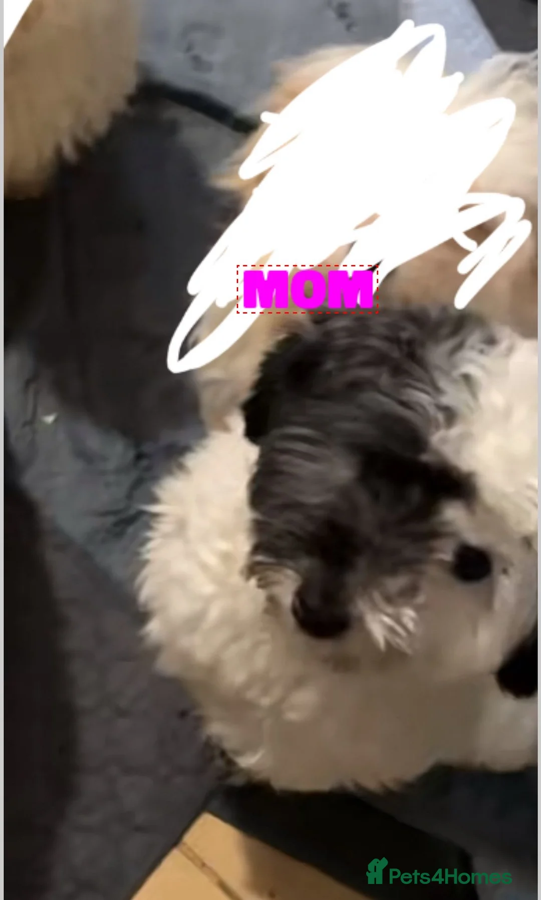 Maltipoo dogs for sale: Maltipoo Puppies seeking their forever home❤️🐶 - Advert 2