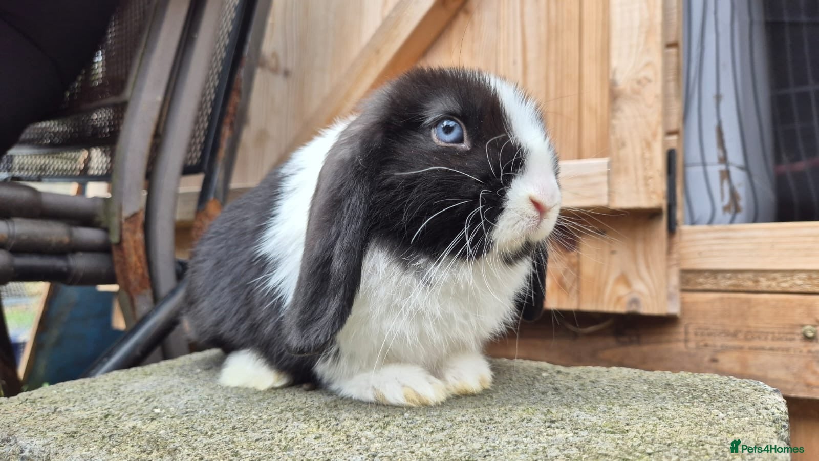 Mini Lop rabbits Mini lops ready - Advert 20