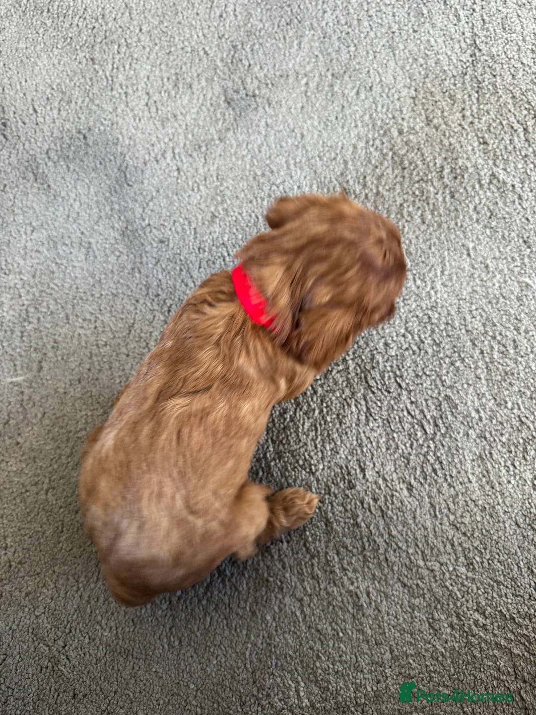 Cavapoo dogs for sale: Superb quality Cavapoo Puppies  - Advert 30
