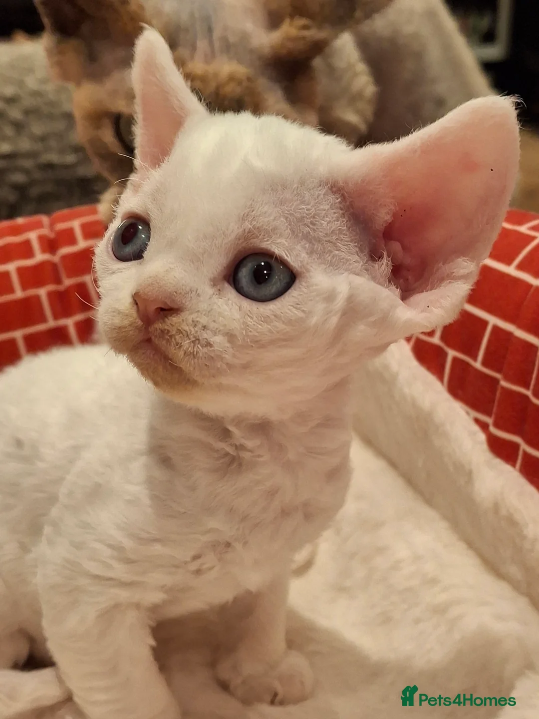 Devon Rex cats for sale: 🌸 Devon Rex with blue eyes FIFE registered  🌸 - Advert 18