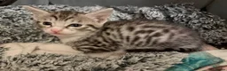 Savannah cats for sale: Savannah mixed kittens - Advert 10