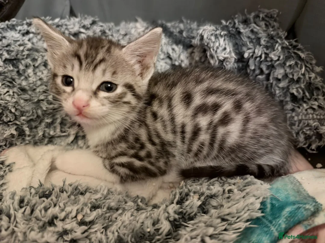 Savannah cats for sale: Savannah mixed kittens - Advert 10