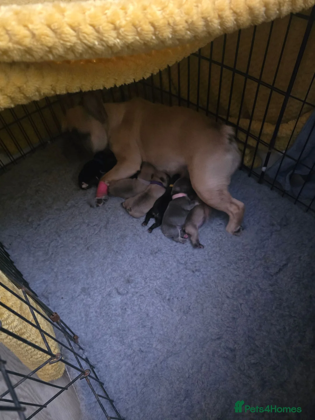 French Bulldog dogs for sale: FRENCH BULLDOG PUPPIES  - Advert 12