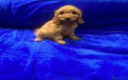 Cockapoo dogs for sale: Cockapoo - Image 10