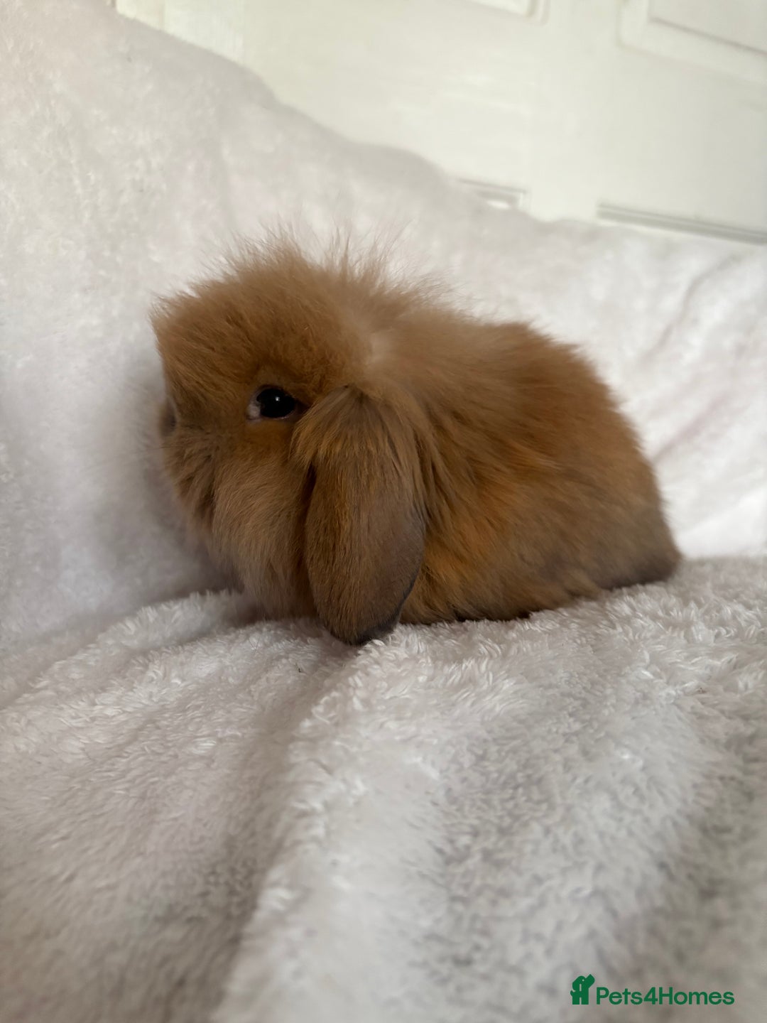 Mini Lion Lop rabbits for sale: Gorgeous fluffy little mini lion lop baby bunny’s  - Advert 19
