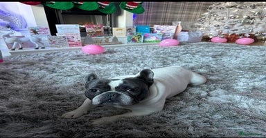 French Bulldog dogs French bulldog  - Advert 2