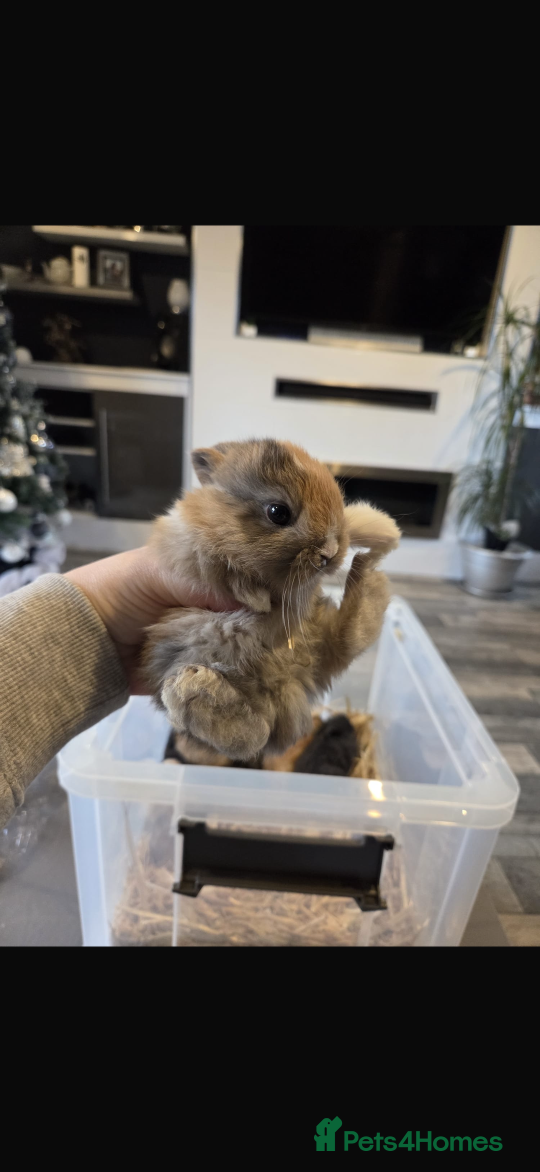 Mixed Breed rabbits for sale: 7 beautiful baby bunnies for sale  - Advert 14