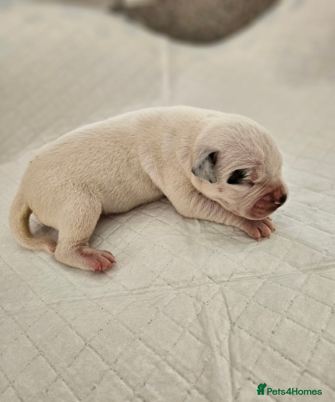 Mixed Breed dogs for sale: ADORABLE CHUNKY PUPPIES - Image 8