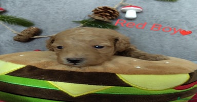 Cockapoo dogs - Advert 7