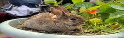 Mixed Breed rabbits for sale:  **  bunnies (born on  ** ) Netherland Dwarfs in Reading - Advert 2