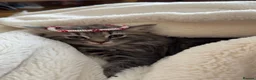British Longhair cats for sale: British long hair  in New Malden - Advert 6
