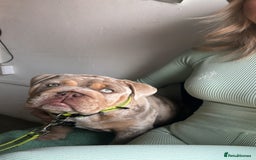English Bulldog dogs for sale: Stunning Male English Bulldog with Piercing Eyes - Image 2