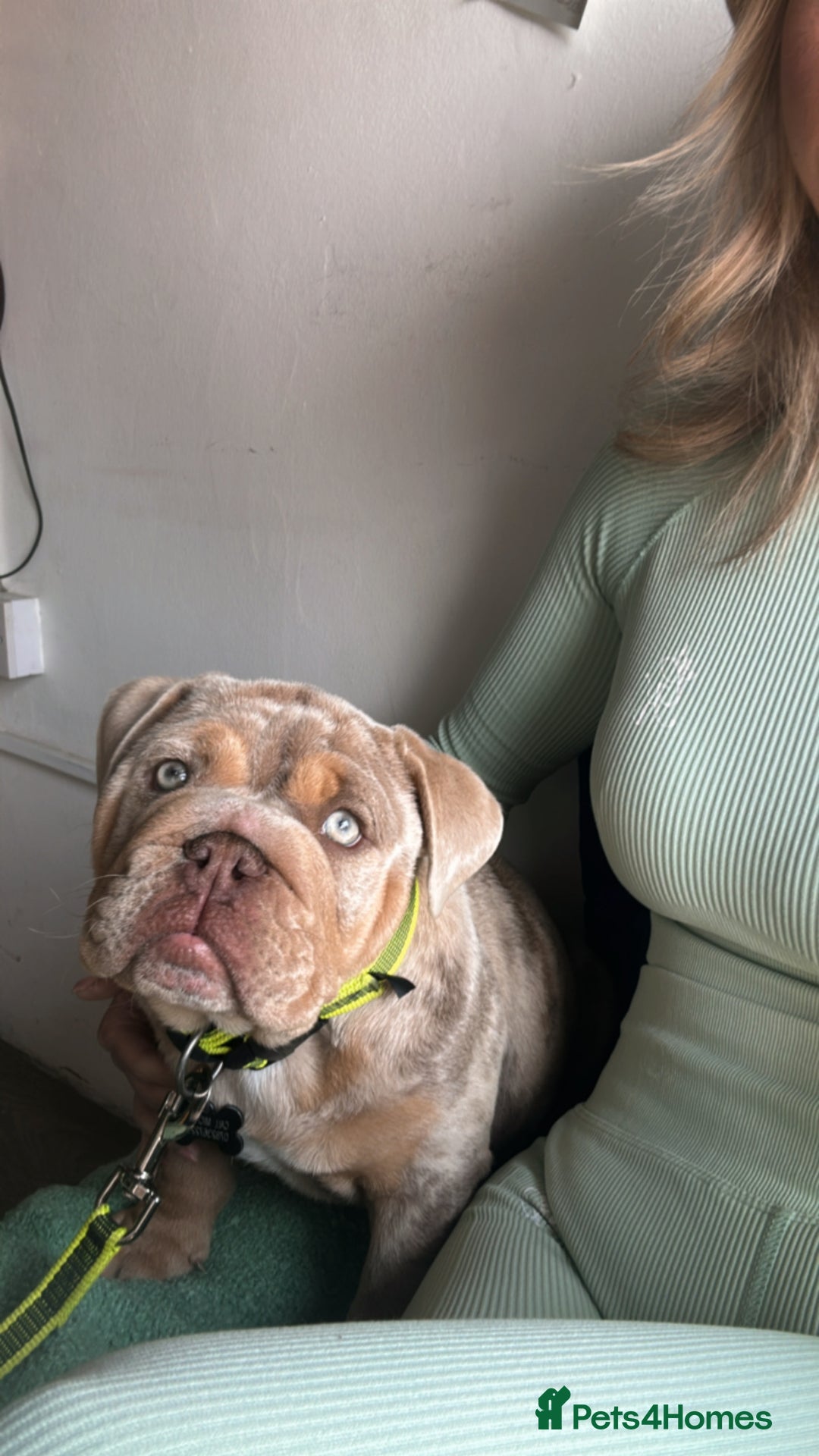 English Bulldog dogs for sale: Stunning Male English Bulldog with Piercing Eyes - Image 2