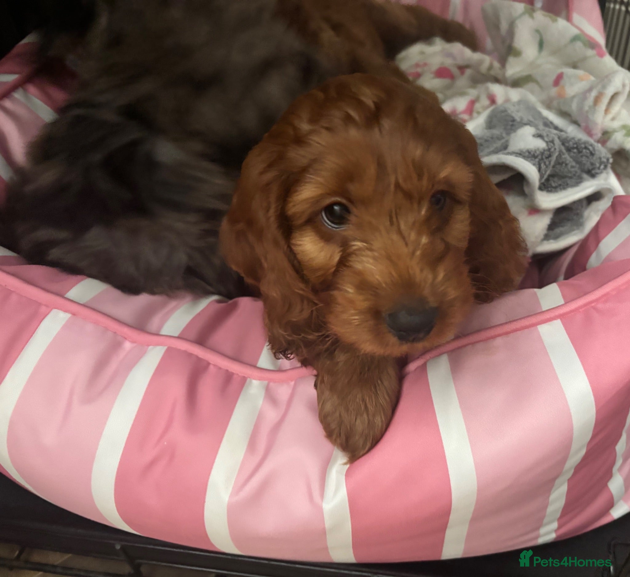 Cockapoo dogs F1 Cockapoos 1 Red girl left ready to leave now  - Advert 1
