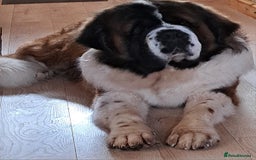 Saint Bernard dogs for stud: Stunning KC reg saint Bernard for stud.  in Chester - Image 21