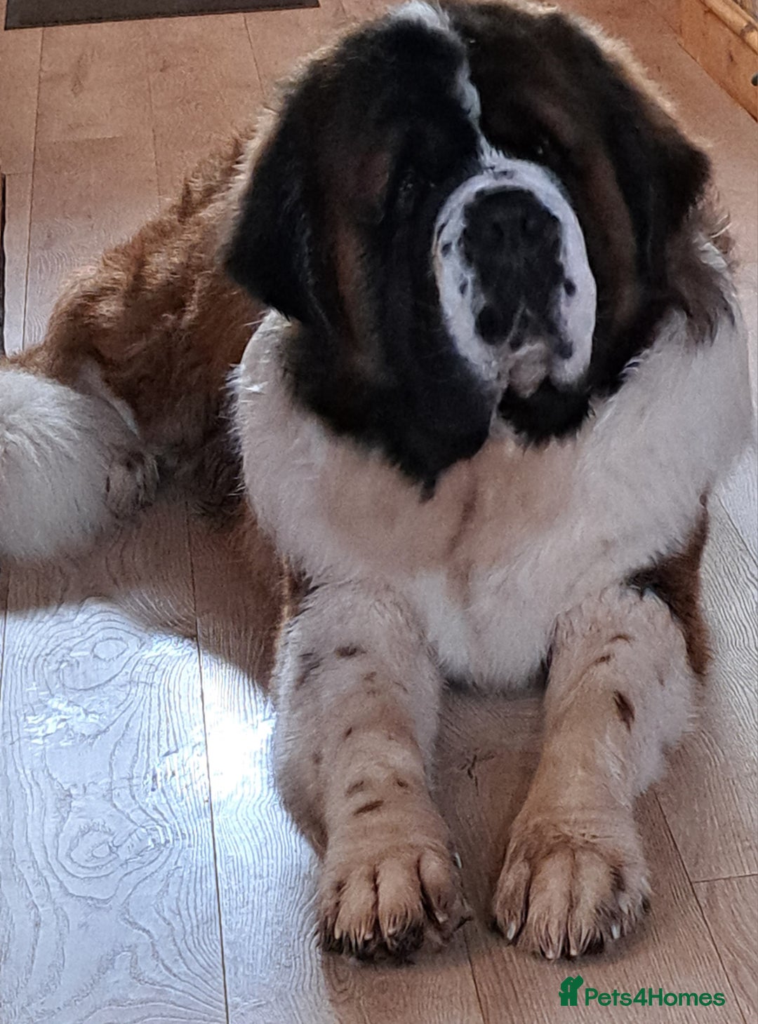 Saint Bernard dogs for stud: Stunning KC reg saint Bernard for stud.  in Chester - Image 21