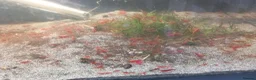 Plecos fish for sale: Bristlenose Lemons & Rio Paraguay, Shrimps & Tanks - Advert 4