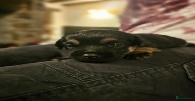 Border Terrier dogs Pedigree kc registered Border Terrier puppies  - Advert 3