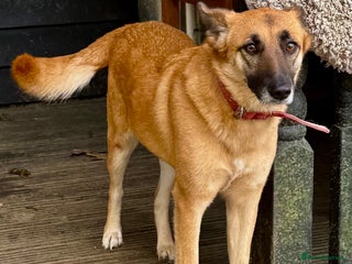 German Shepherd dogs Zhulia: The Puppy Who Refused to Die - Advert 5