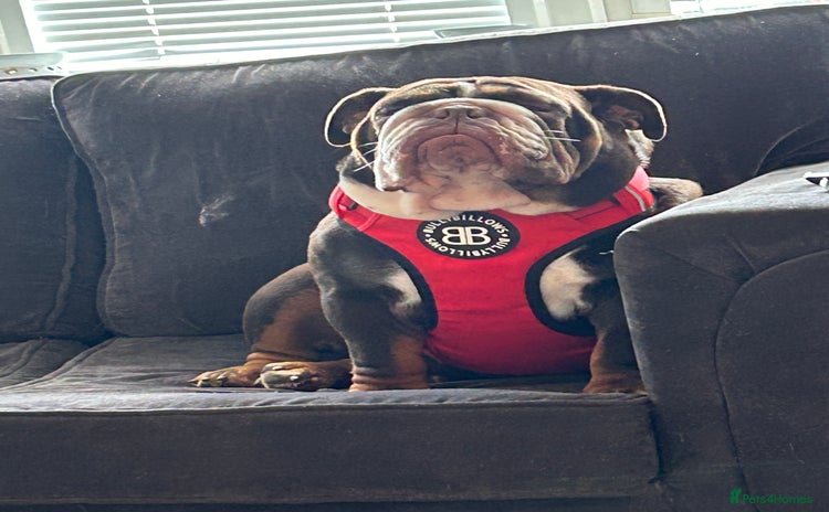 English Bulldog dogs - Advert 2