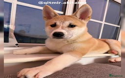 Japanese Akita Inu dogs for sale: Japanese Akita Inu  - Image 8