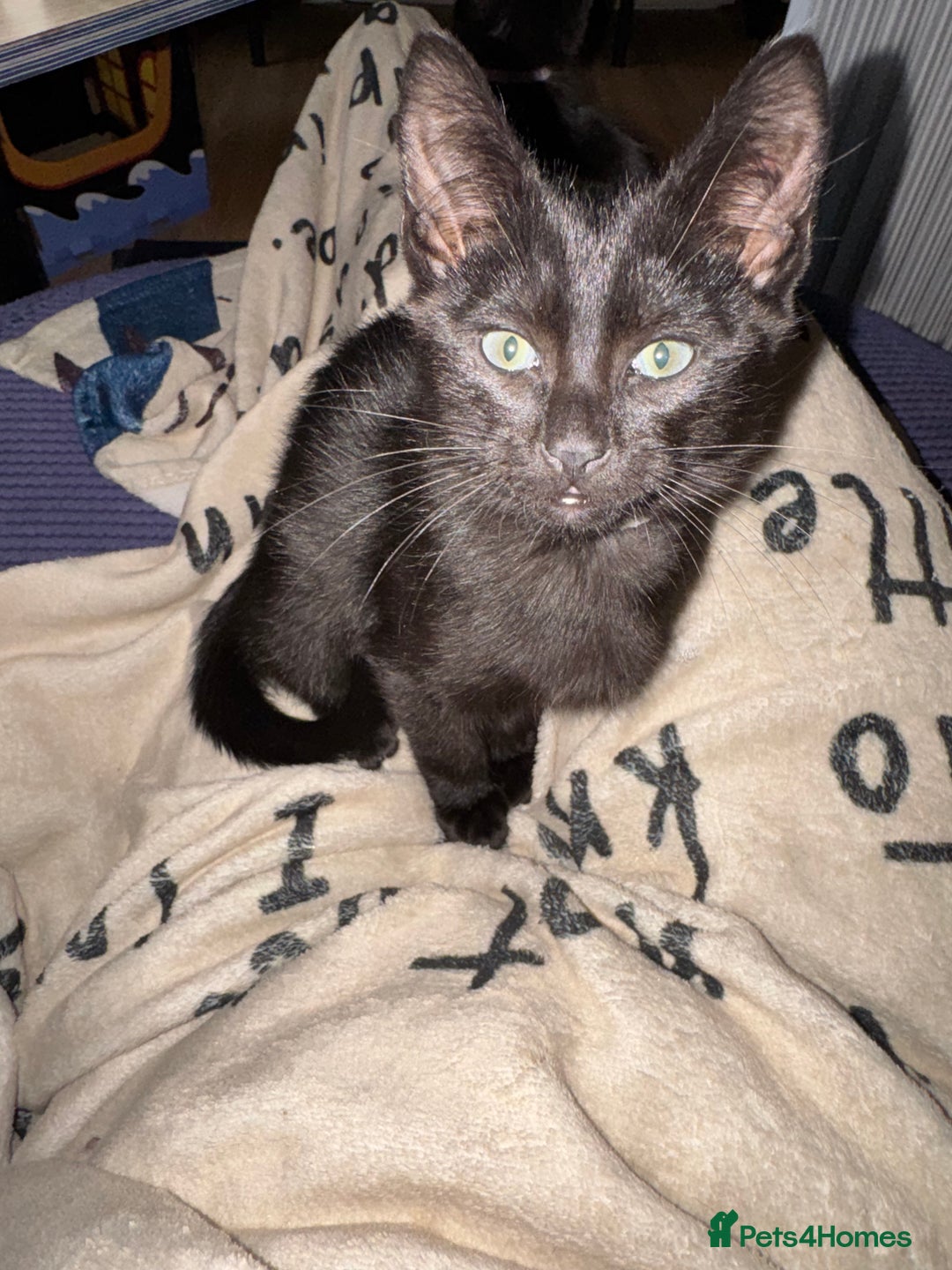 Mixed Breed cats for sale: Melanistic bengals/siamese’s (bengalese) - Advert 33