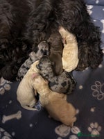 Cockapoo dogs - Advert 2