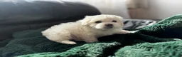 Maltese dogs for sale: >>PUREBRED BEAUTIFULLY MALTESE PUPPIES<< - Advert 19