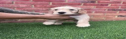 Mixed Breed dogs for sale: Gorgeous Ultimate Doodles - Advert 9