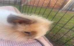 Lionhead rabbits for sale: 4 beautiful lionhead rabbits £35 each - Image 6