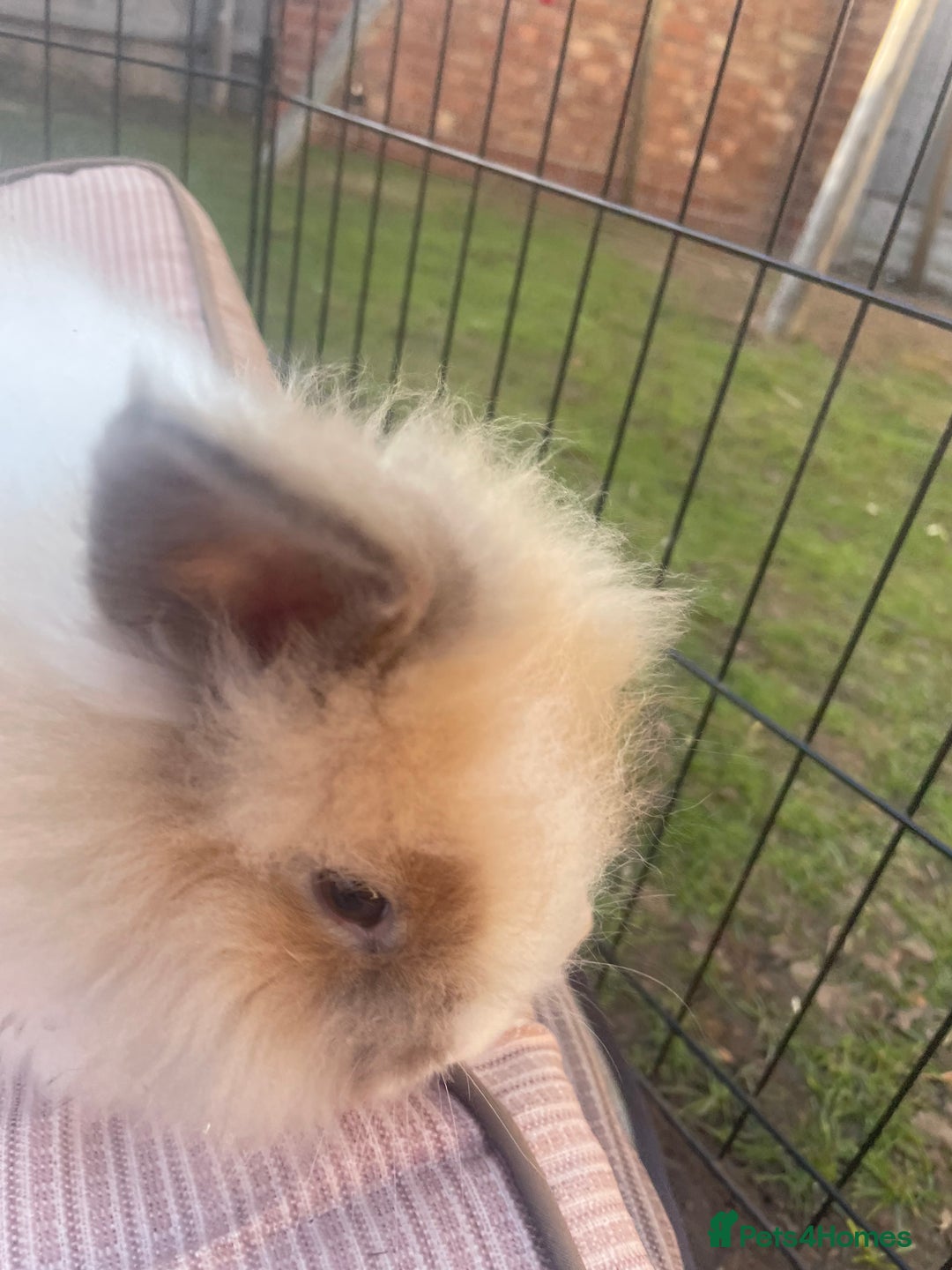 Lionhead rabbits for sale: 4 beautiful lionhead rabbits £35 each - Image 6