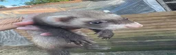 Ferret rodents for sale: Lovely baby ferrets ready - Advert 6