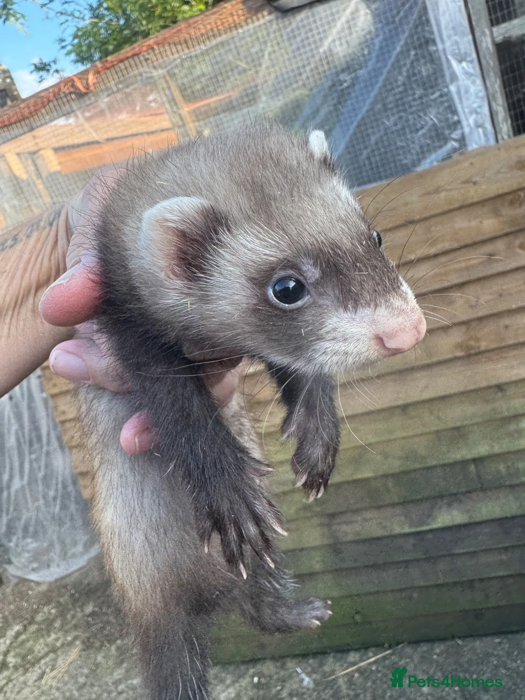 Ferret rodents for sale: Lovely baby ferrets ready - Advert 6