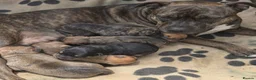 Mixed Breed dogs for sale: Mixed breed  - Advert 14