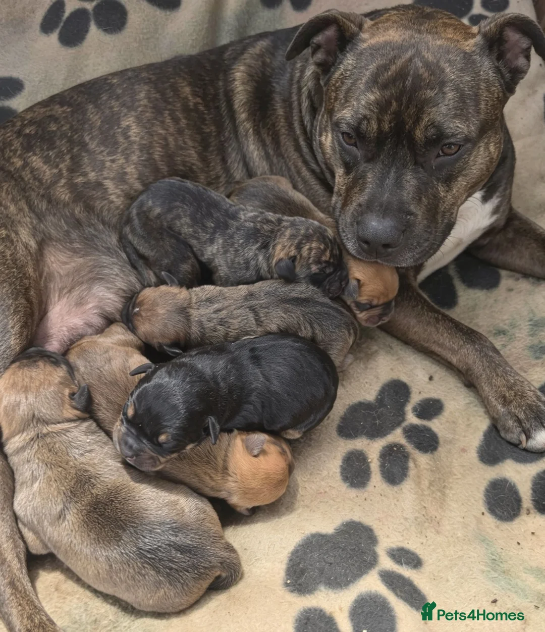Mixed Breed dogs for sale: Mixed breed  - Advert 14