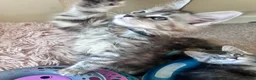 Maine Coon cats for sale: Maine Coon Kittens GCCF.  Health tested parents  - Advert 3