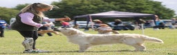 Golden Retriever dogs for stud: ORLAGOLD MAJOR TOM (Ziggy) - Advert 9