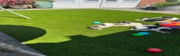 Fox Terrier dogs for sale: Beautiful Fox Terrier Puppies Available  - Advert 1