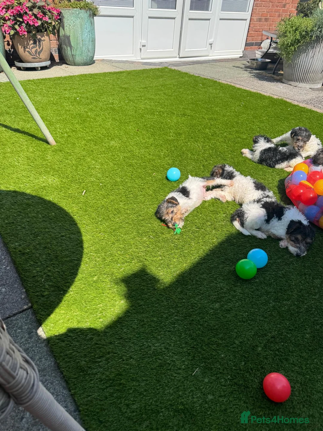Fox Terrier dogs for sale: Beautiful Fox Terrier Puppies Available  - Advert 1