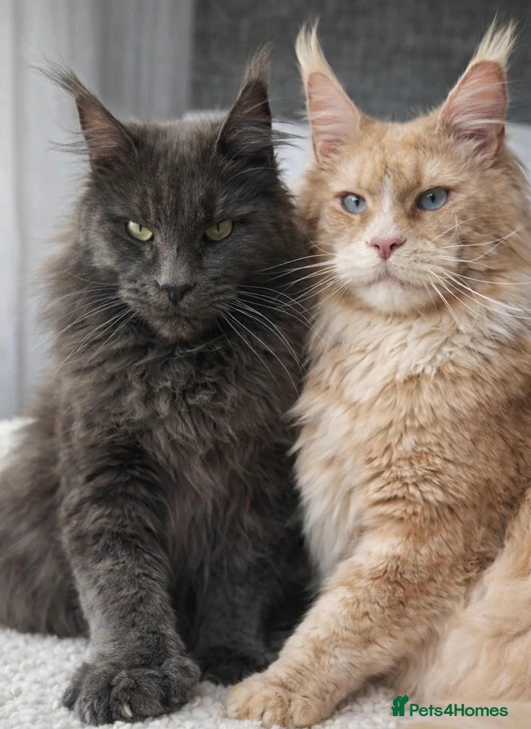 Maine Coon cats for sale: POLYDACTYL+BLUE EYED XL MAINE COONS in Birmingham - Advert 1