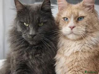 Maine Coon cats POLYDACTYL+BLUE EYED XL MAINE COONS - Advert 3