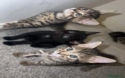 Mixed Breed cats for sale: 4 Beautiful tabby kittens - Image 8