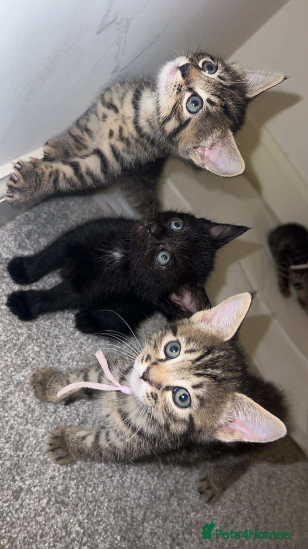 Mixed Breed cats for sale: 4 Beautiful tabby kittens - Image 8