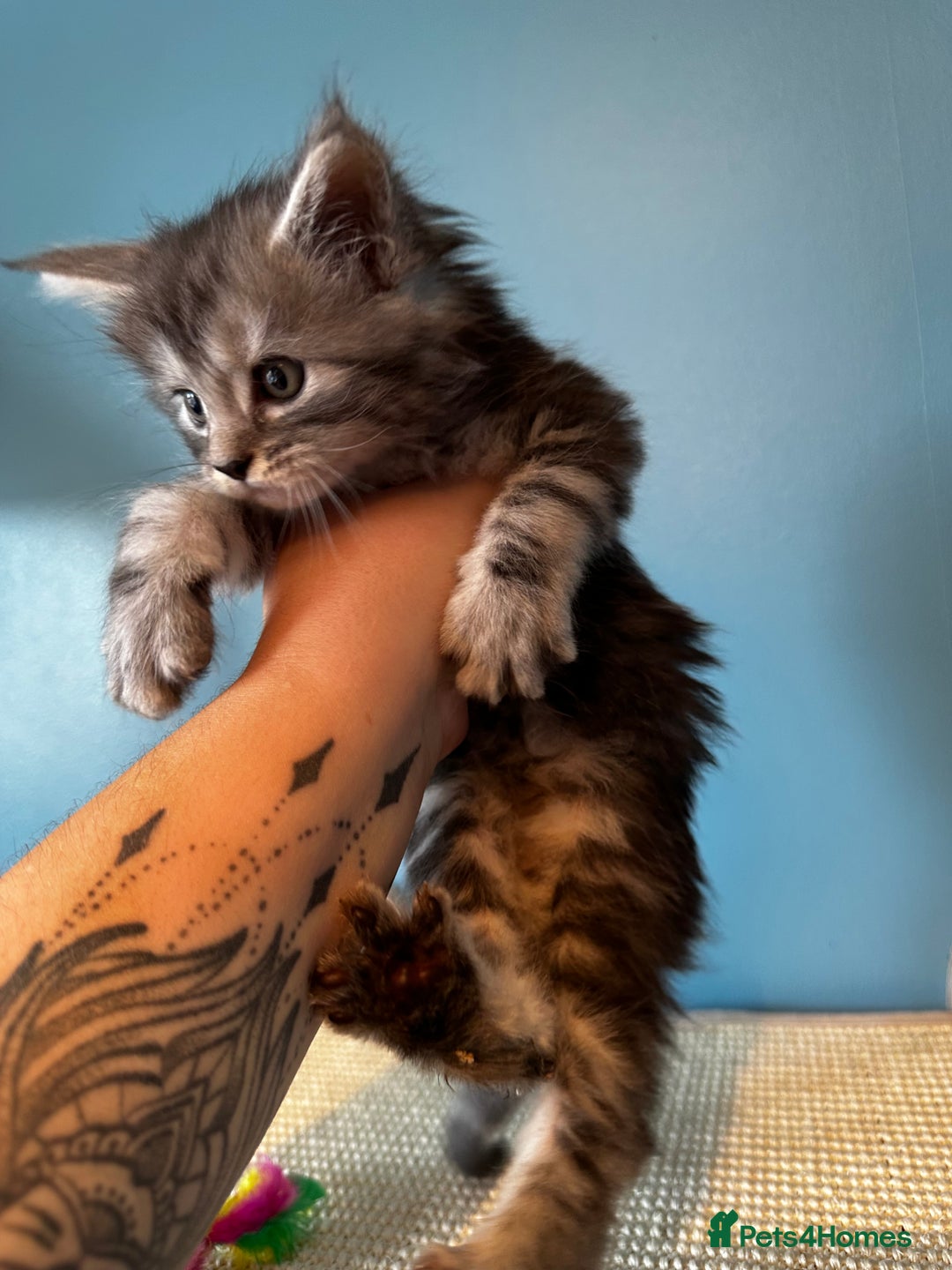 Maine Coon cats for sale: GCCF Maine coon kittens  - Image 6