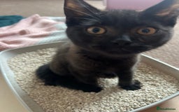 Bombay cats for sale: Black kitten 2 months  - Image 6