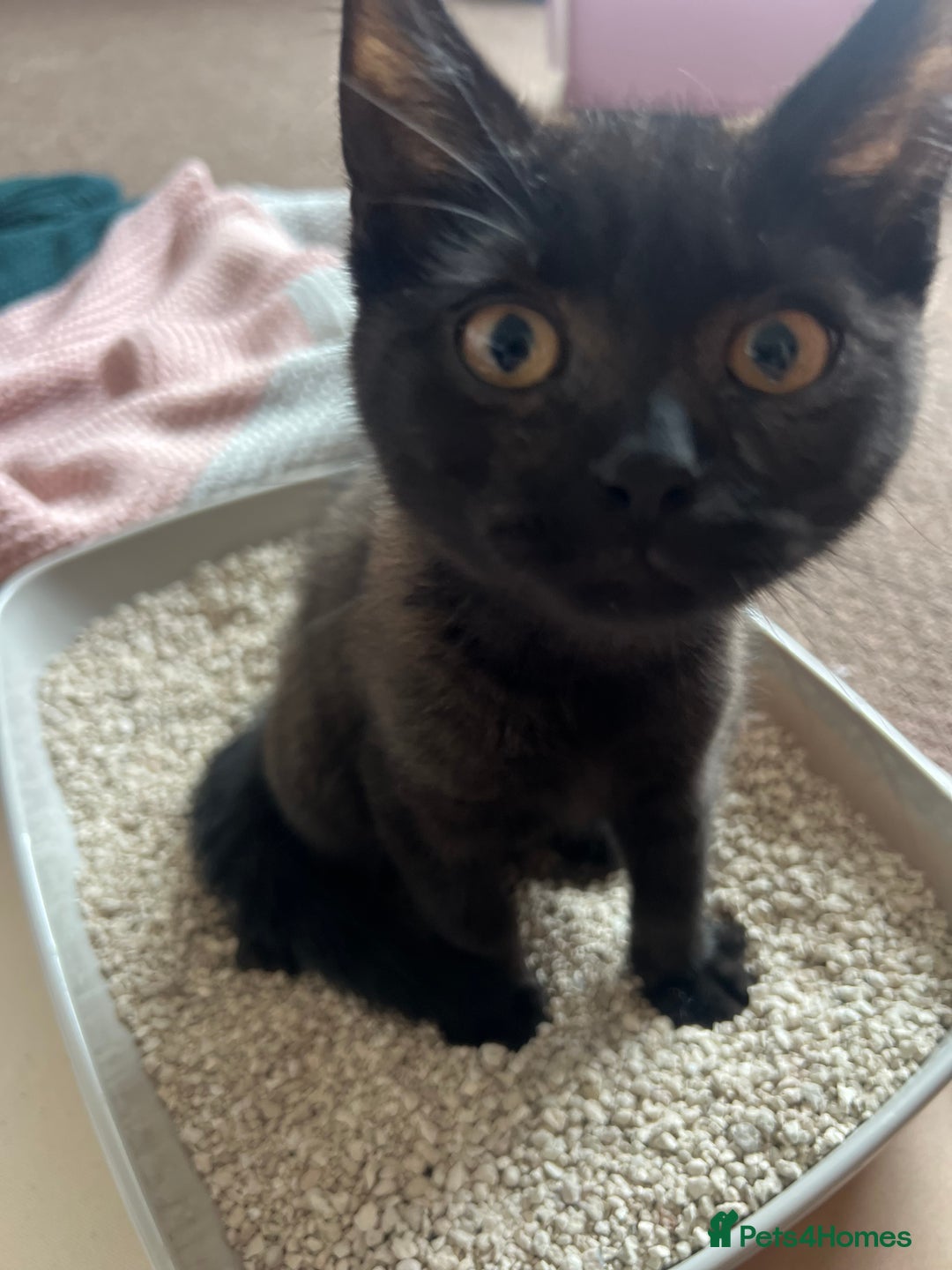 Bombay cats for sale: Black kitten 2 months  - Image 6