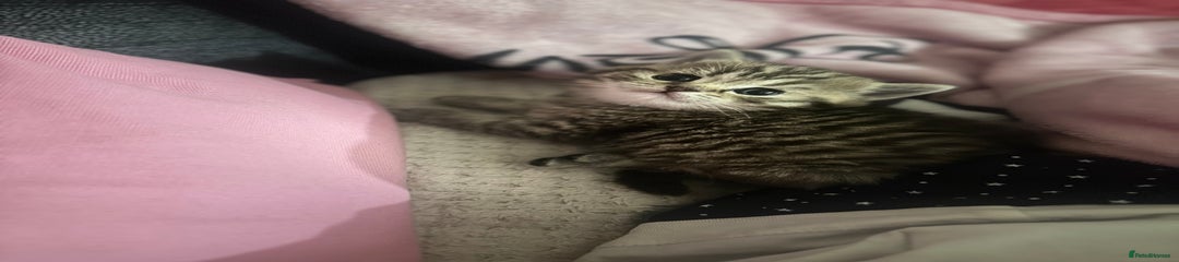 British Shorthair Kitten 1