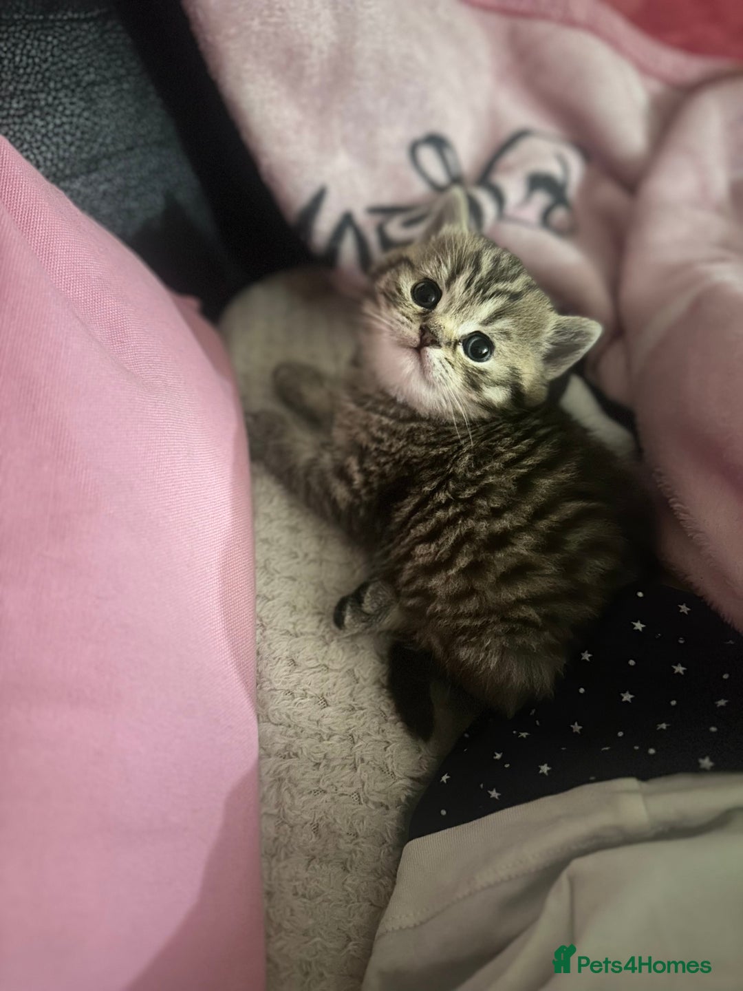 British Shorthair cats for sale: Tabby BritishShorthair male ready for reservation  - Advert 6