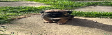Border Terrier 1